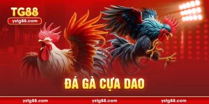 đá gà cựa dao