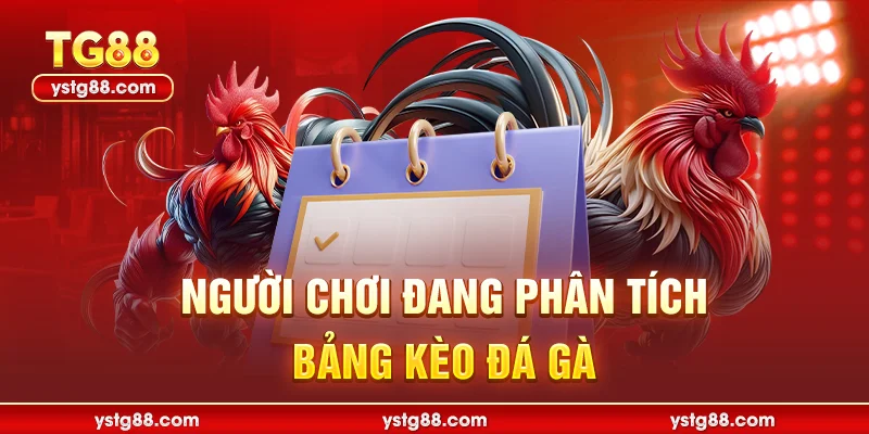 Người chơi đang phân tích bảng kèo đá gà